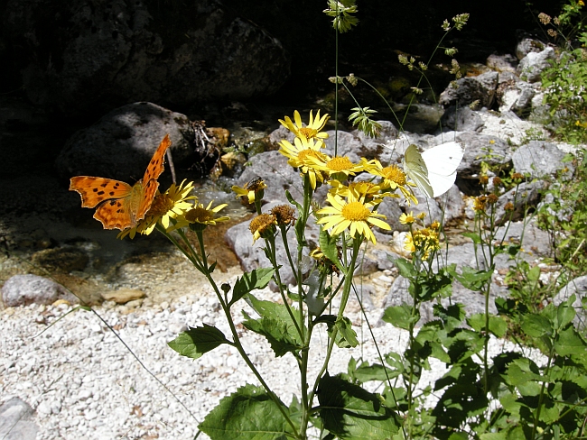 Polygonia c-album